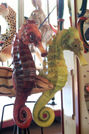 Seahorses