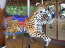 (L-R) Jaguar and Clouded Leopard Cub