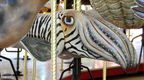 Carousel Works Cuttlefish