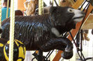 Carousel Works Sloth Bear