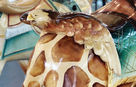Unknown Giraffe Saddle Cantle Detail