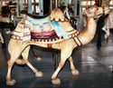 Looff Camel
