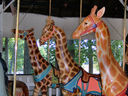 Dentzel  Giraffes