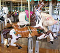 Outside Row Jumping Stargazer and Inner Row Pig