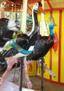 Carousel Works Crane and Cassowary