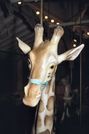 Dentzel Outside Row Giraffe - Close-up