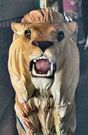 Dentzel Lion - Close-up