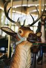 Dentzel Stag Outside Row Stander Head Close-up