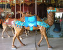 Looff Camel Outside Row Stander