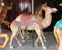 Looff Camel Stander
