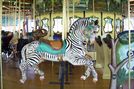 Grevy's Zebra
