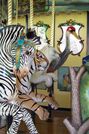 (L-R) Grevy's Zebra, Siberian Tiger, Polar Bear, White-naped Crane