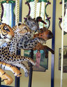 (L-R) Siberian Tiger, Cheetah, Snow Leopard, and Spotted Hyena