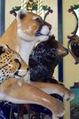 (L-R) Cheetah, Mountain Lion, and Black Bear