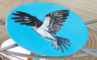 Shield