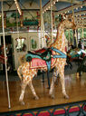 Outside Row Standing Giraffe