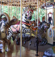 Second Row Jumping Zebra