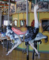 Ostrich