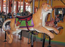Female Lion, Hyena and Caracal Wild Cat