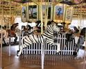 Herschell-Spillman Zebra
